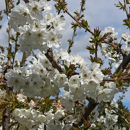 Apartamento Avec Terrasse Millau