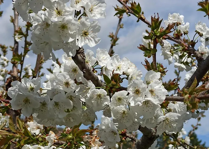 Апартаменты Avec Terrasse Мийо